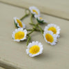 Black Daisy Boxes - 25 small daisies available in white or pastel